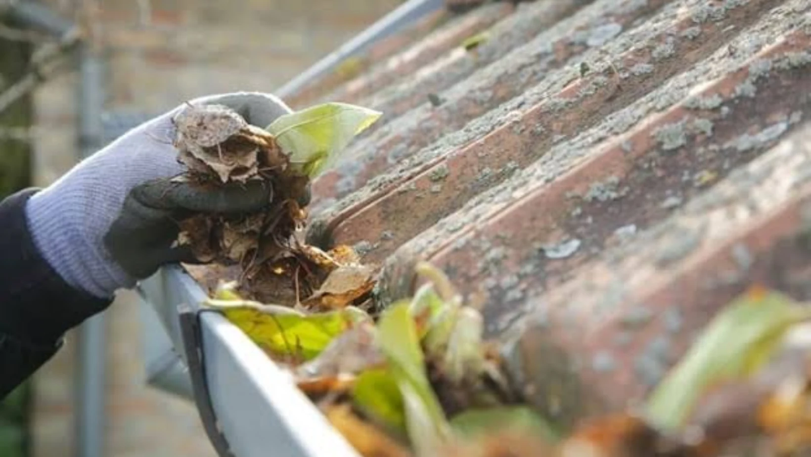 Gloved hand removing leaves from a gutter