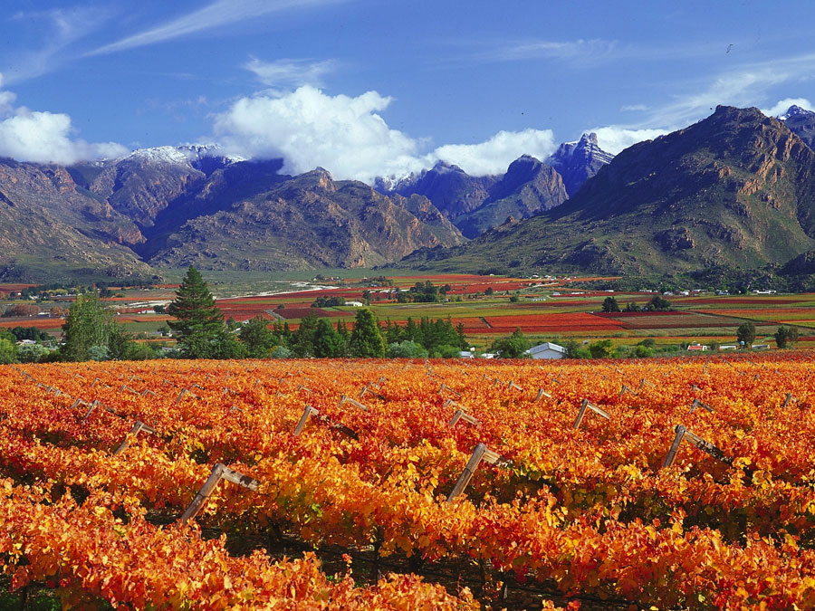 Vineyards in autumn near Paarl and Wellington in the Cape Winelands
