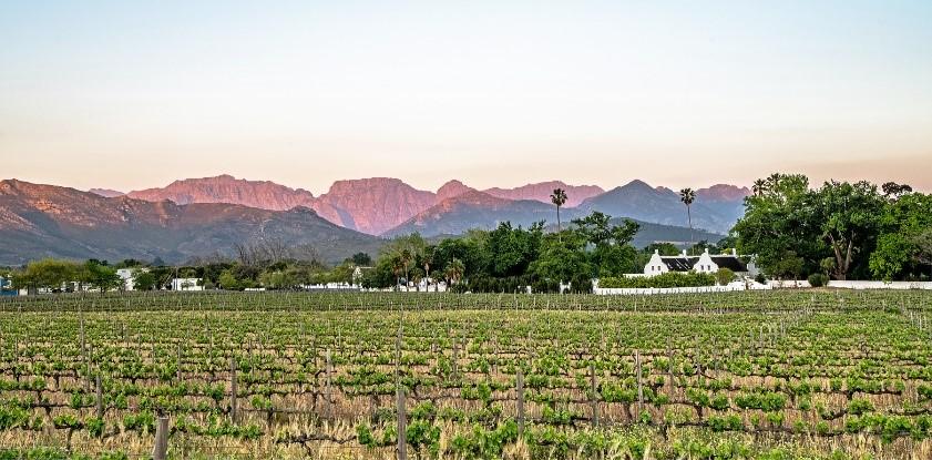 Sunset over Stellenbosch vineyards with mountain backdrop