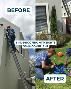 Before and after photos of bird proofing installation at height performed with OSHA compliant safety gear.