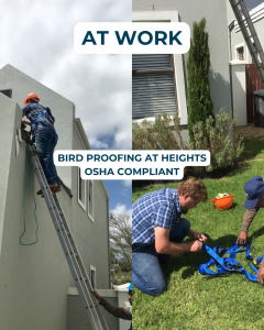 Professional bird proofing at heights by BCPC, compliant with OSHA safety standards in Somerset West.
