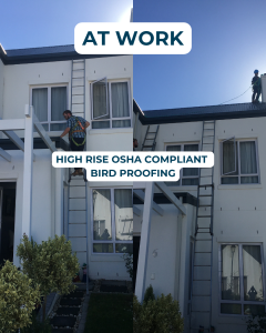 BCPC high rise bird proofing team installing deterrents with OSHA compliant fall protection.